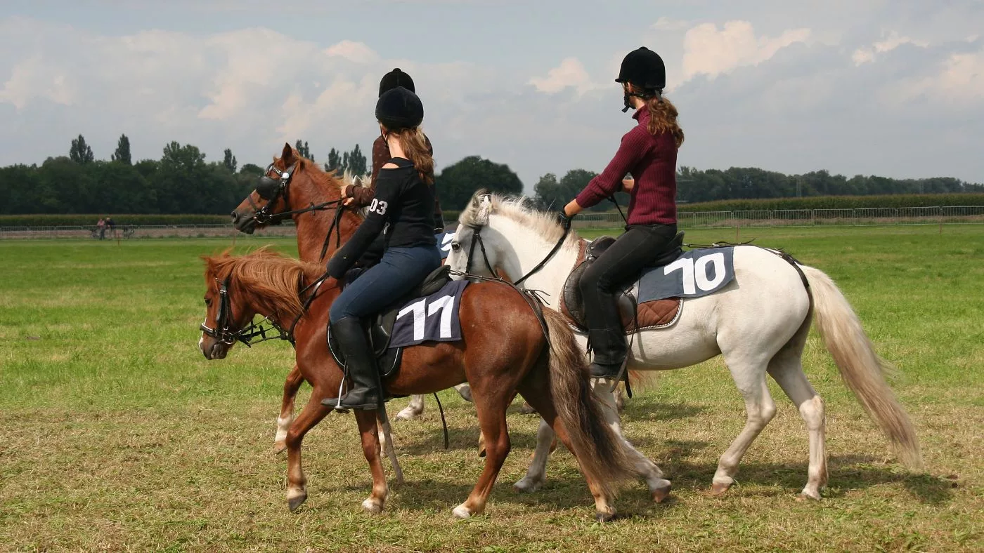 Discover Woodgate Valley Hole Farm Trekking Centre with AJ Travel: Your Journey, Our Drive
