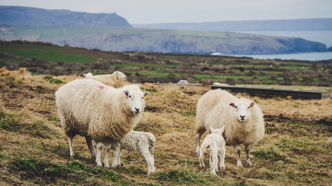 Witness the adorable lambing season. 