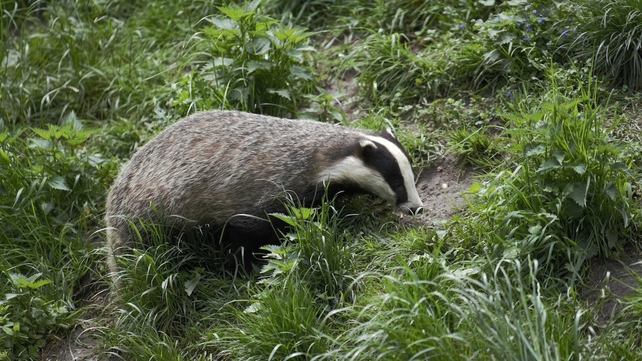 badgers