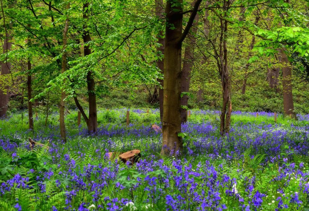 bluebell woods in UK