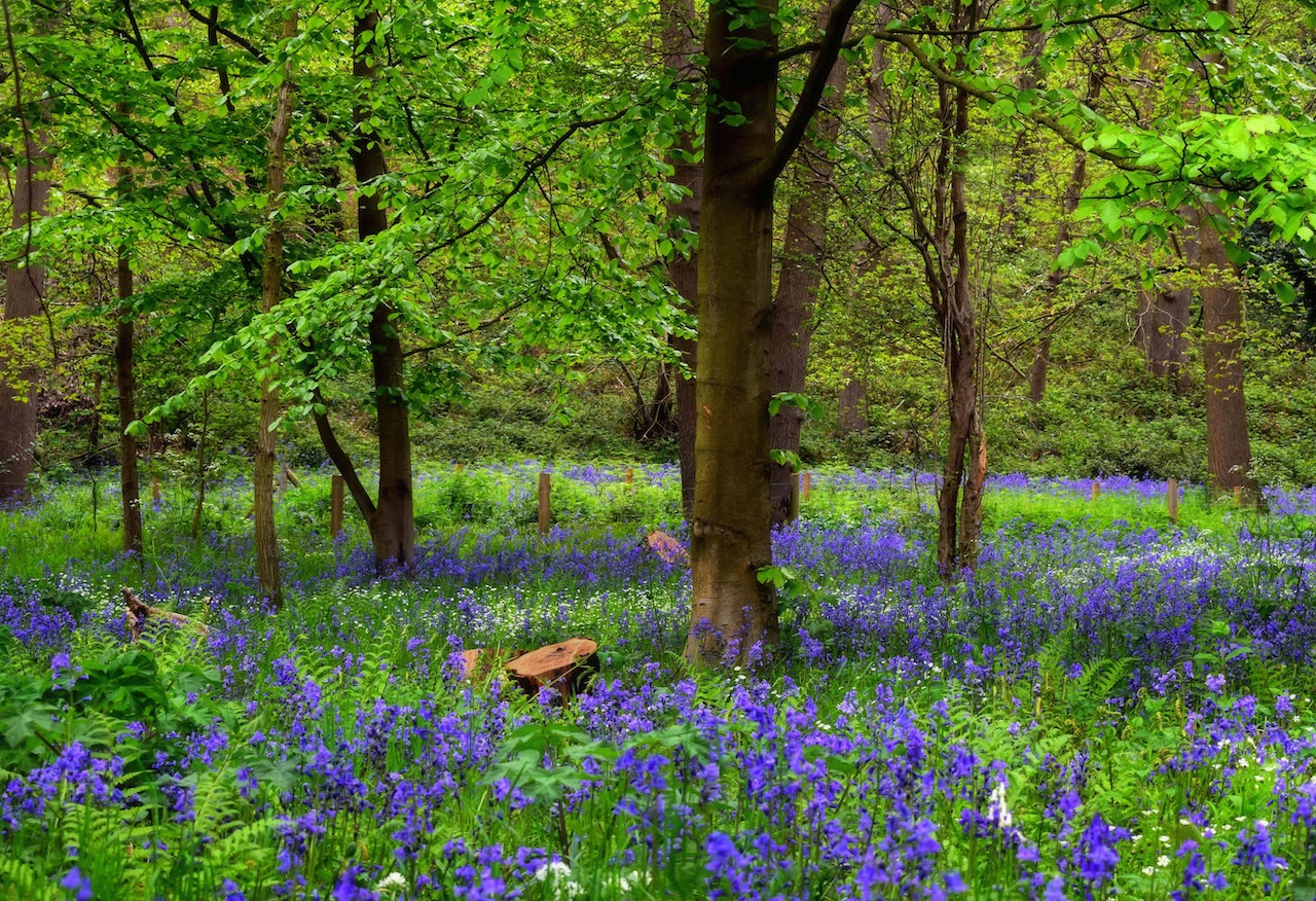 bluebell woods in UK