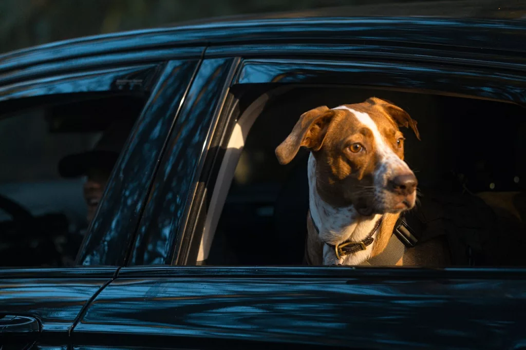 A Comprehensive Guide to Stress-Free Travel with Your Pets